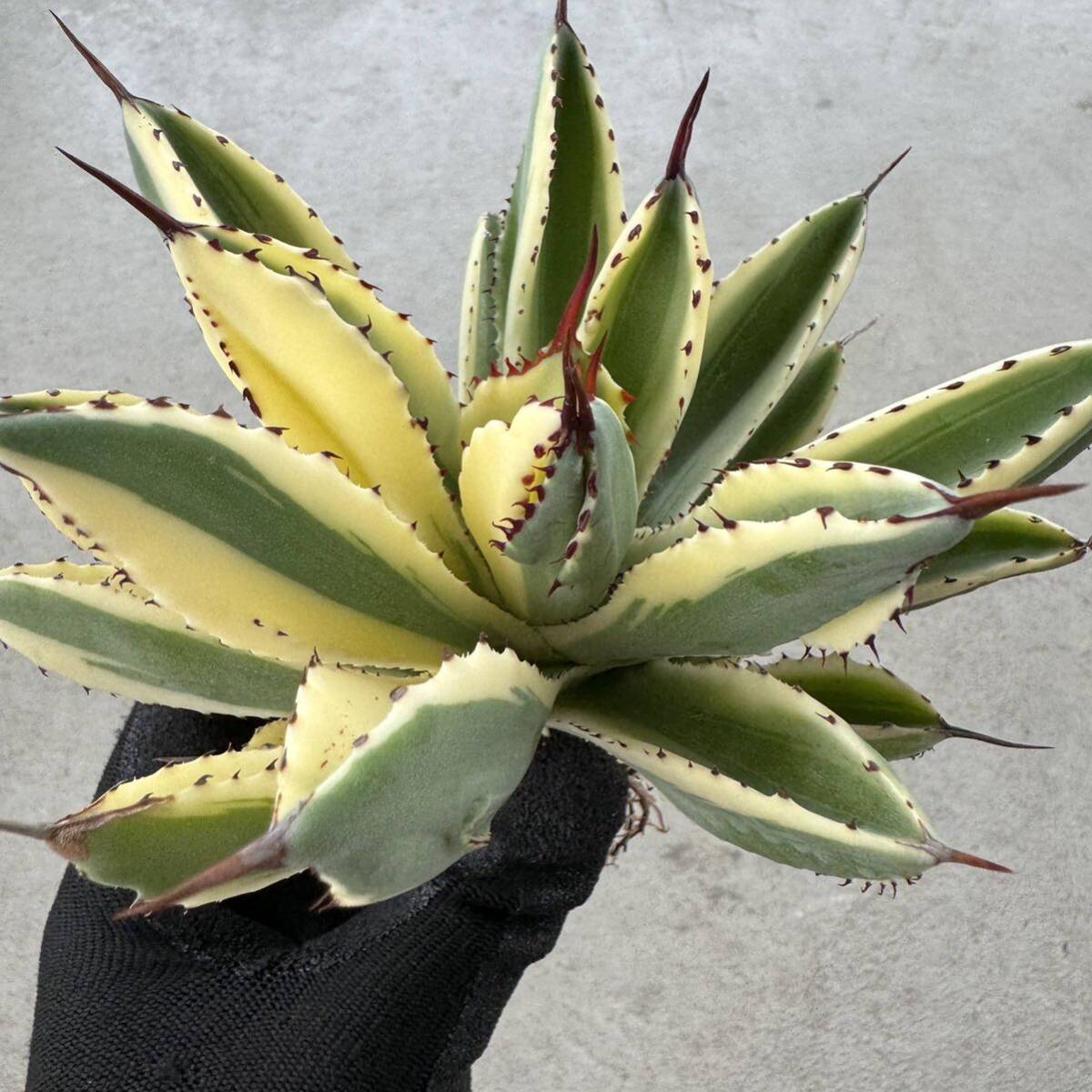Uncle Sam - アガベ 'キュービック' ワイド マルギナータ / Agave 'Cubic' wide marginata special variegationの画像5