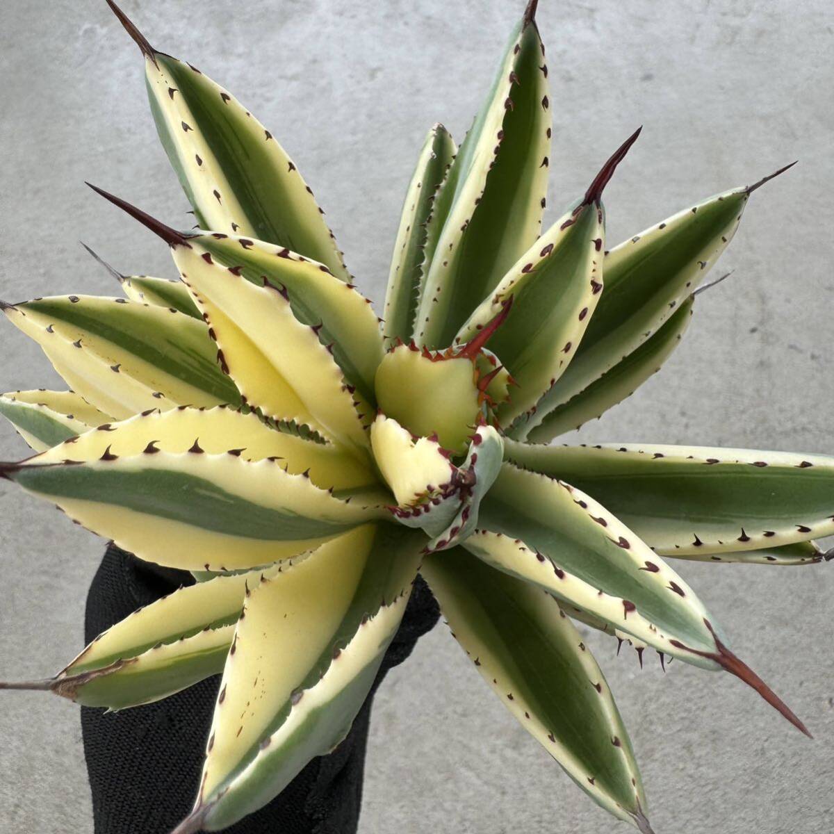 Uncle Sam - アガベ 'キュービック' ワイド マルギナータ / Agave 'Cubic' wide marginata special variegationの画像2