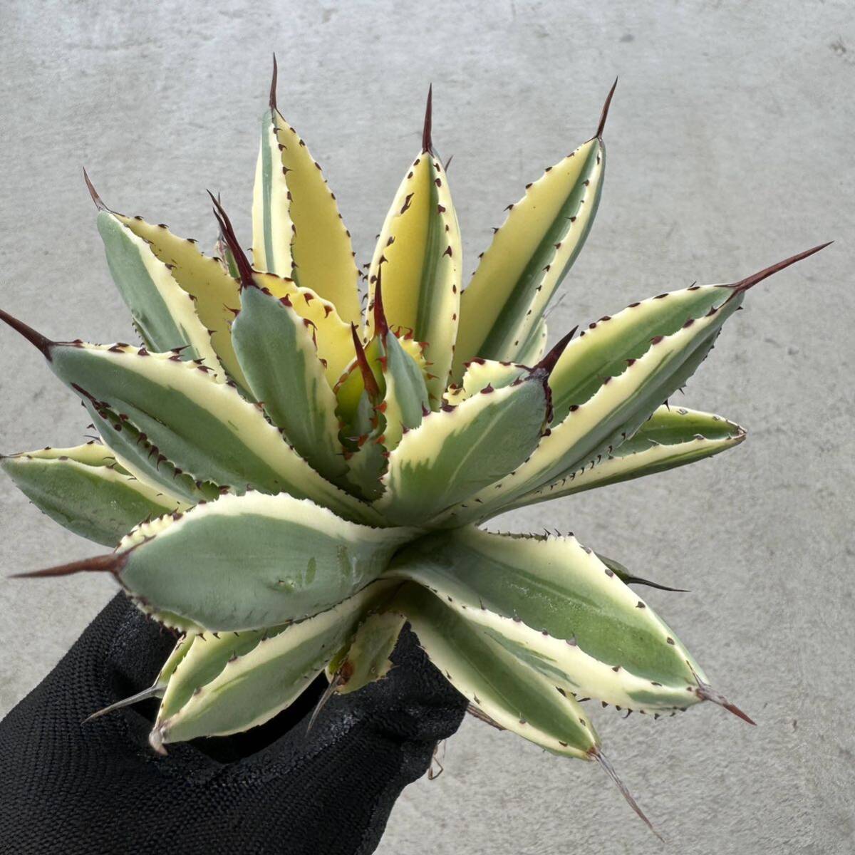 Uncle Sam - アガベ 'キュービック' ワイド マルギナータ / Agave 'Cubic' wide marginata special variegationの画像6