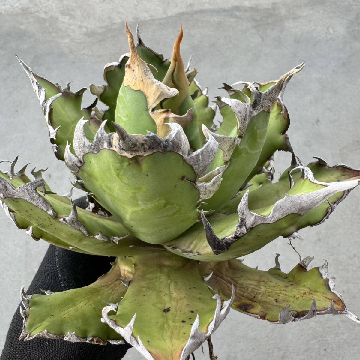 Uncle Sam - アガベ チタノタ レッドキャットウィーズル / Agave titanota 'Red Catweazle'の画像2