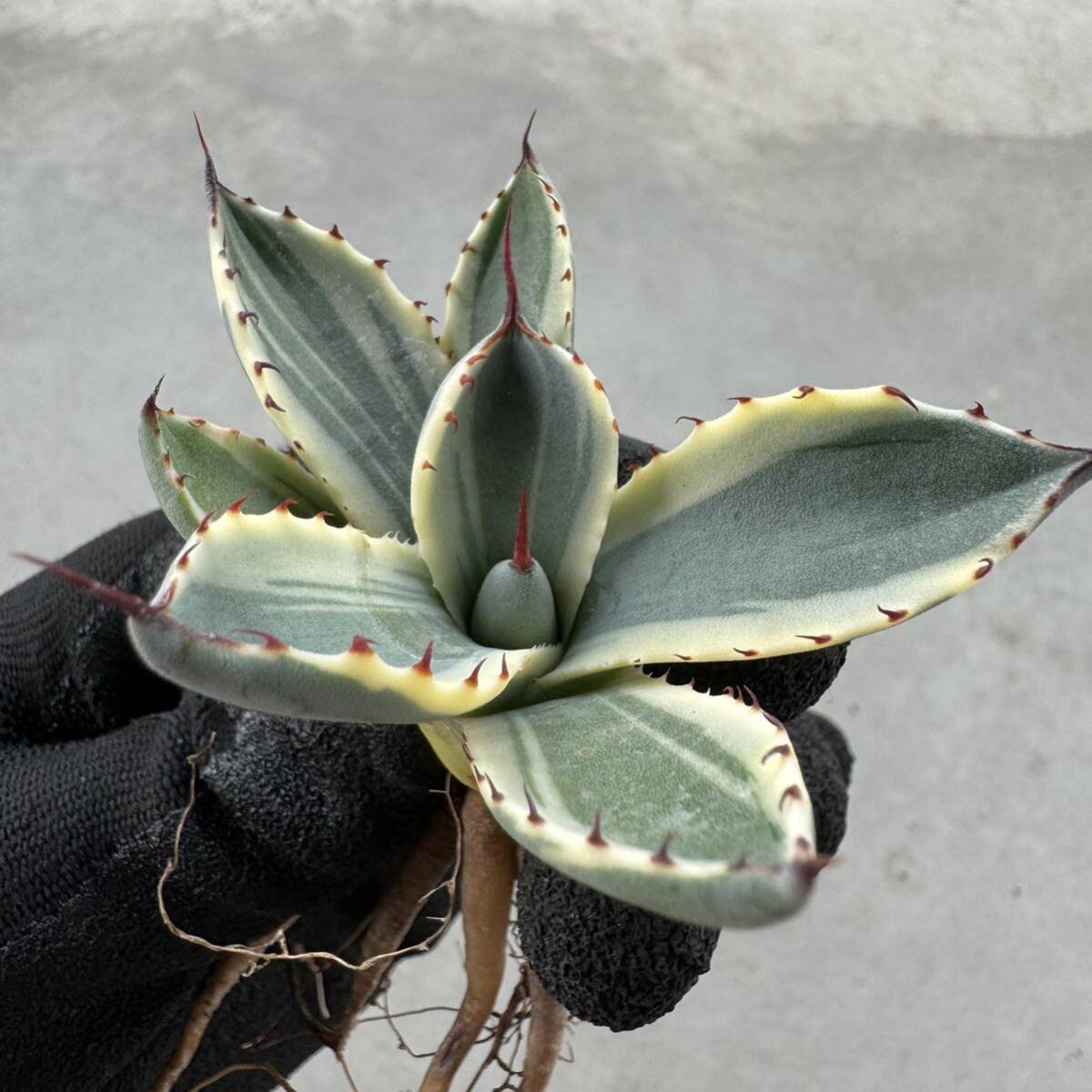 Uncle Sam - アガベ パリー トルンカーター オリザバ / Agave parryi var. truncata Orizabaの画像1