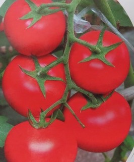 種★早生大玉トマト F1 8粒☆同梱可☆の画像1