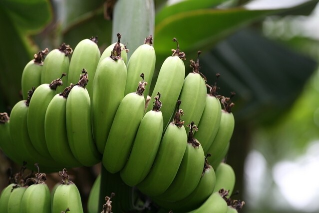 バナナチップ 1kg フィリピン産 世界美食探究 ドライフルーツ バナナチップス ドライバナナ 乾燥バナナ 製菓材料 おやつ 国内加工の画像3