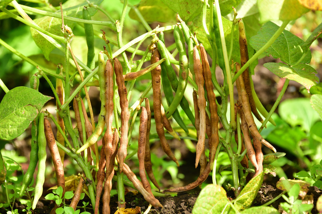  small legume 1kg.... bottom power Hokkaido production adzuki bean domestic production domestic production dry small legume adzuki bean ... dry bean hand cooking celebration beans business use 