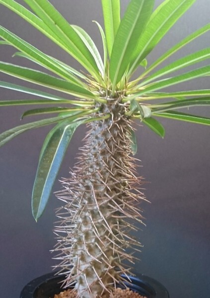 【種子】パキポディウム・ゲアイ(亜阿相界) 　Pachypodium geayi種子10粒【送料無料】_成長株のイメージです