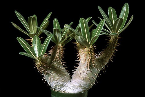 【種子】パキポディウム・カクチペス Pachypodium rosulatum var. cactipes 種子10粒【送料無料】の画像1
