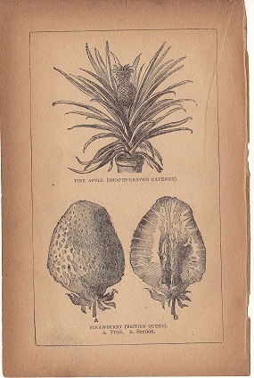120年位前のアンティークボタニカルアート ブロッコリー ラディッシュ イチゴ パイナップル キュウリ フルーツ 野菜 他の画像3