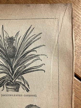 120年位前のアンティークボタニカルアート ブロッコリー ラディッシュ イチゴ パイナップル キュウリ フルーツ 野菜 他の画像6