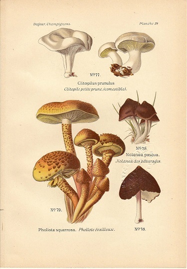1890年代　アンティークボタニカルアート　フランス　きのこ　キノコ　茸_画像1