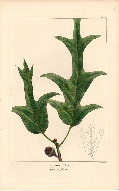 1850年代 アンティークボタニカルアート 北米樹木誌 スパニッシュオーク ドングリ 葉っぱの画像1