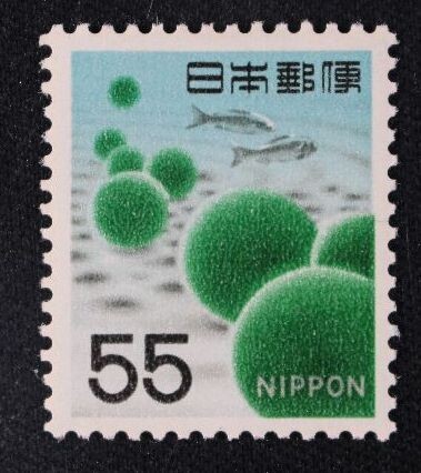 ☆コレクターの出品 新動植物国宝図案切手『マリモ』５５円 ＮＨ美品 B-13の画像1