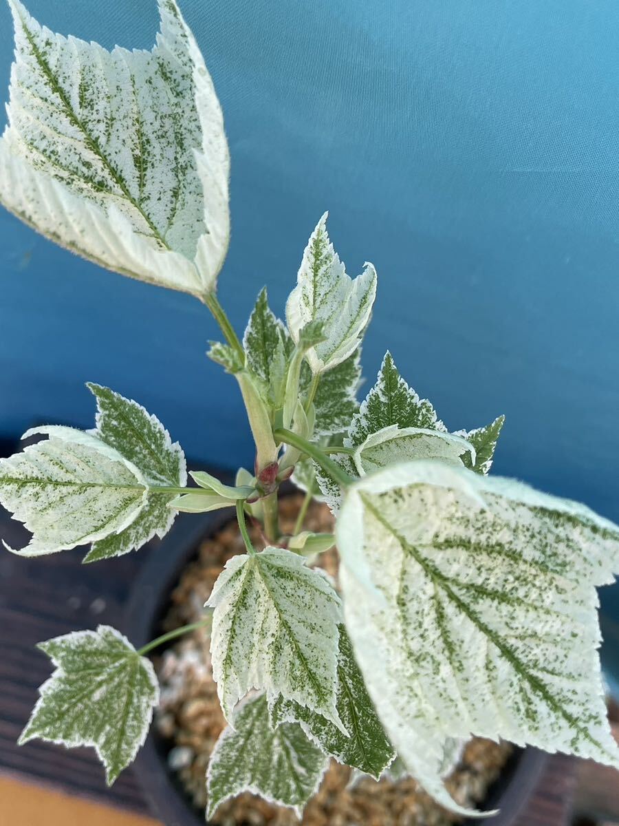 ★ウリハダカエデ　白散り斑★山野草　樹木　花　多肉植物　斑入り_画像1