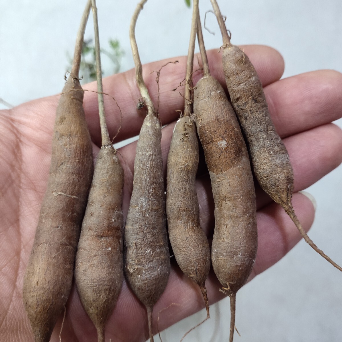 【蒼竜園】718貴重な希少種 塊根植物 Operculicarya decaryi オペルクリカリア・デカリ一 実生株 10株同梱の画像6