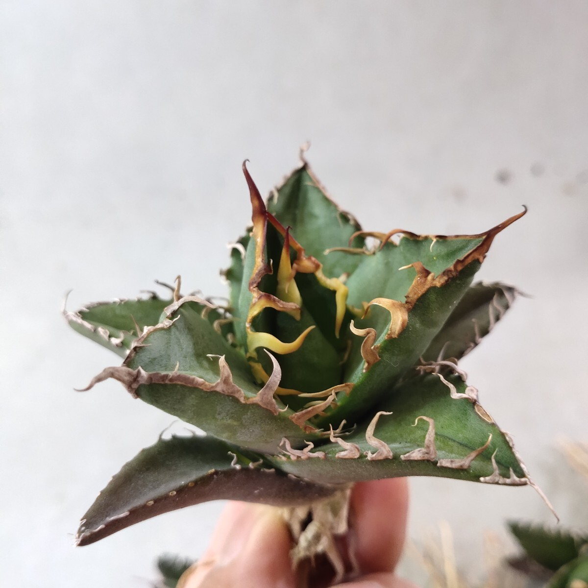 【蒼竜園】256アガベ チタノタ シーザー American Caesar agave 特選小株 5株同梱 優良血統 強棘 狂刺の画像2