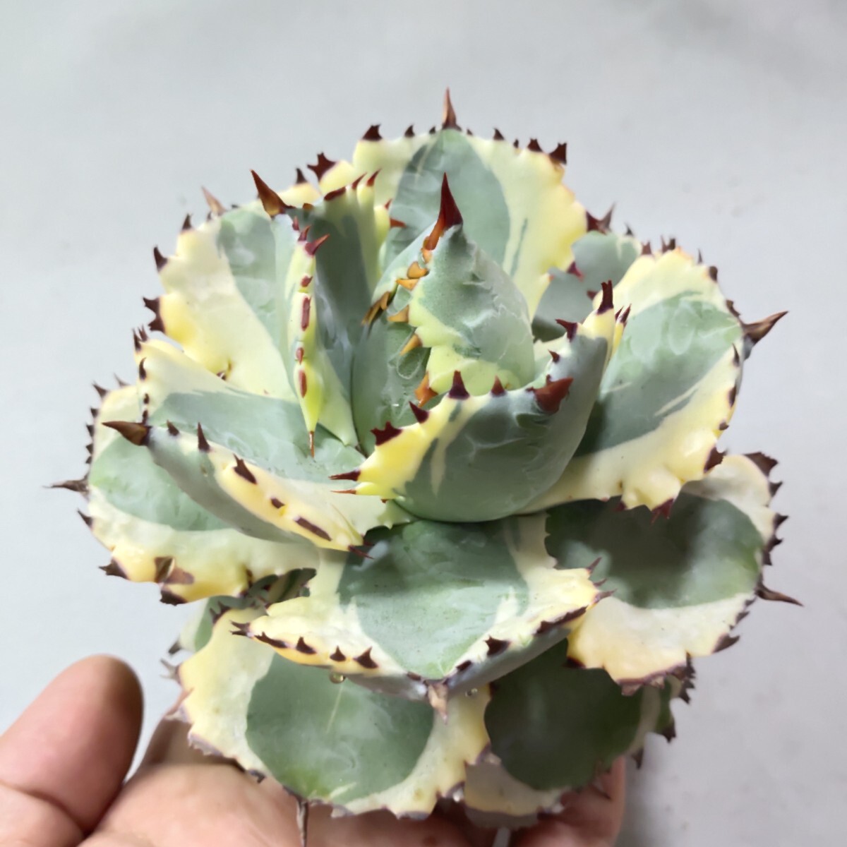 【蒼竜園】481アガベ チタノタ agave イシスメンシス 兜蟹錦 台湾株 強棘 特選極美株_画像2