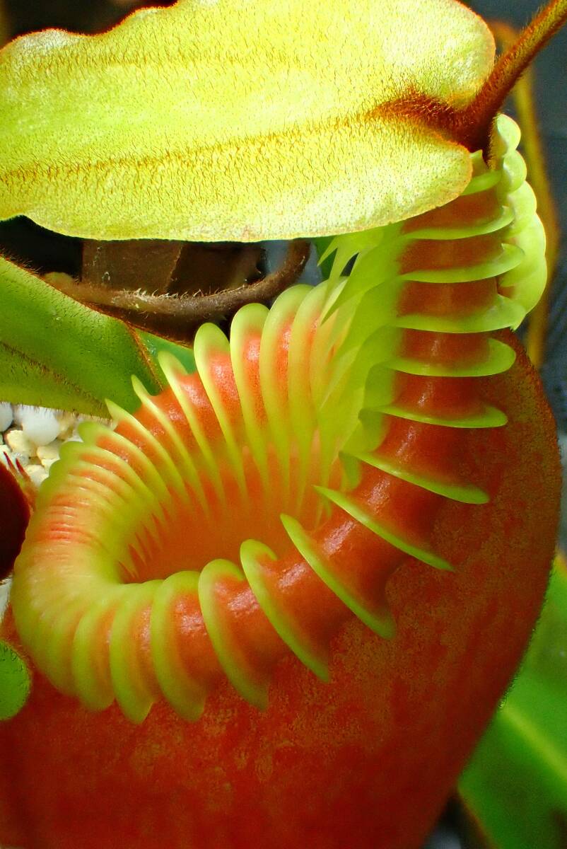 食虫植物 Nepenthes villosa 大株 成株 ウツボカズラ ネペンテス ビロサ ヴィローサ kinabalu キナバルの画像5