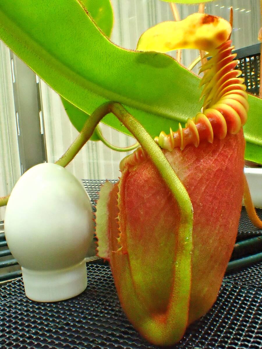 食虫植物 Nepenthes villosa 大株 成株 ウツボカズラ ネペンテス ビロサ ヴィローサ kinabalu キナバルの画像3