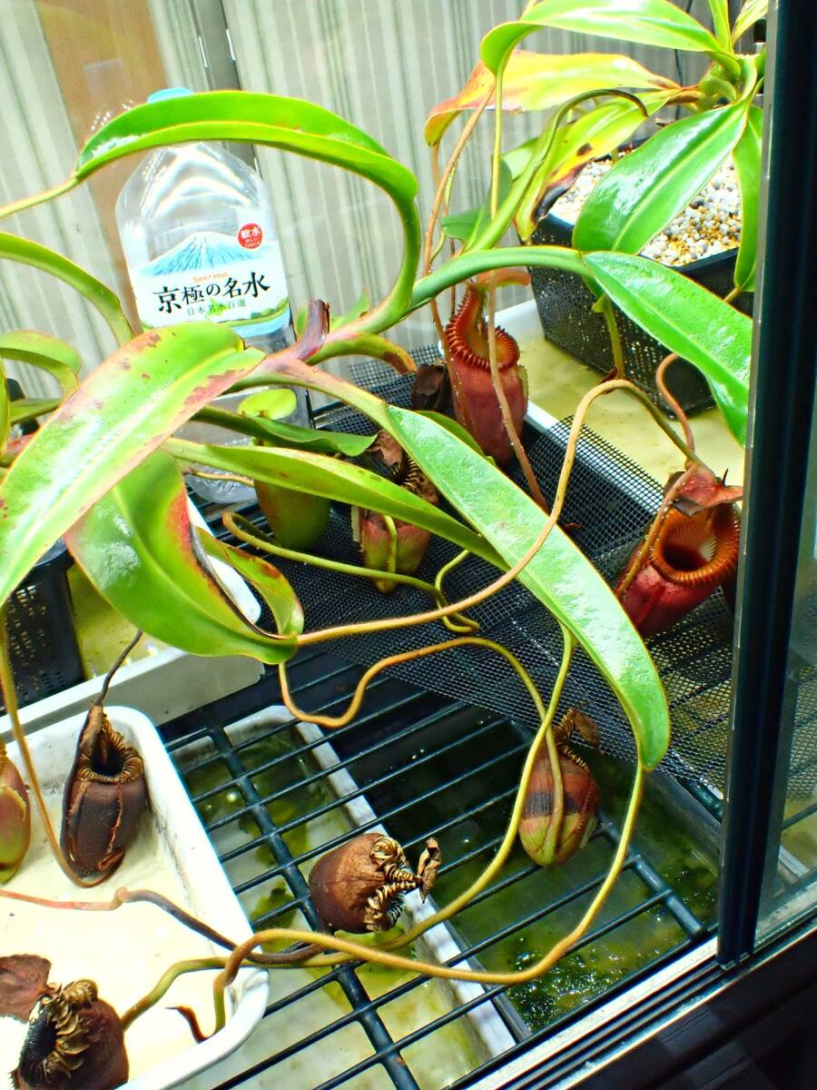 食虫植物 Nepenthes villosa 大株 成株 ウツボカズラ ネペンテス ビロサ ヴィローサ kinabalu キナバルの画像9