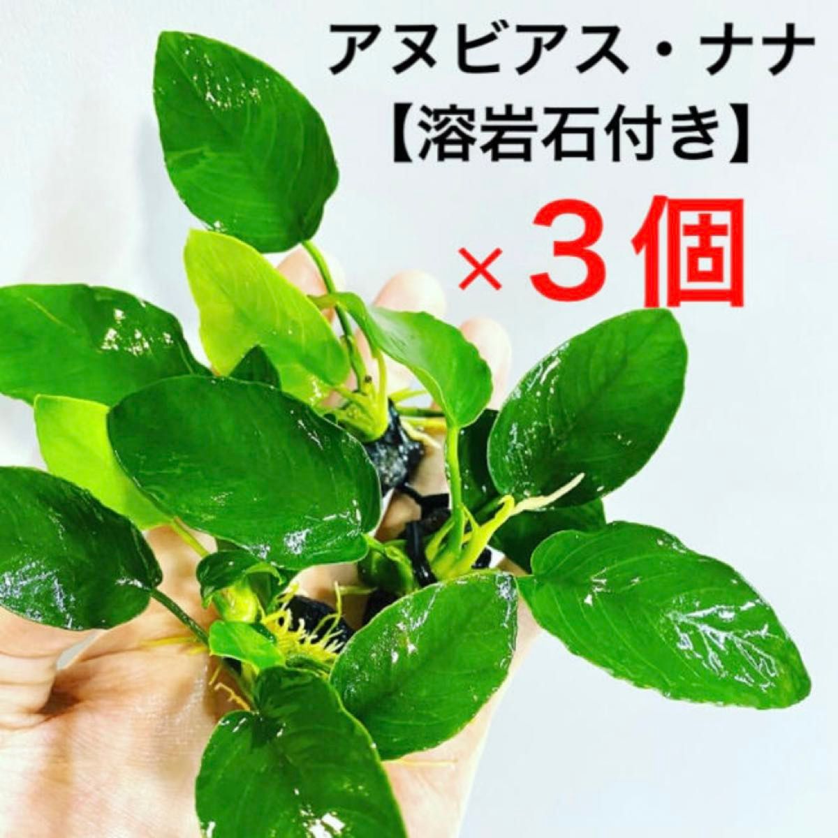 ◆アヌビアス・ナナ溶岩石3個 #アヌビアス溶岩石さかな屋 熱帯魚  水草セット