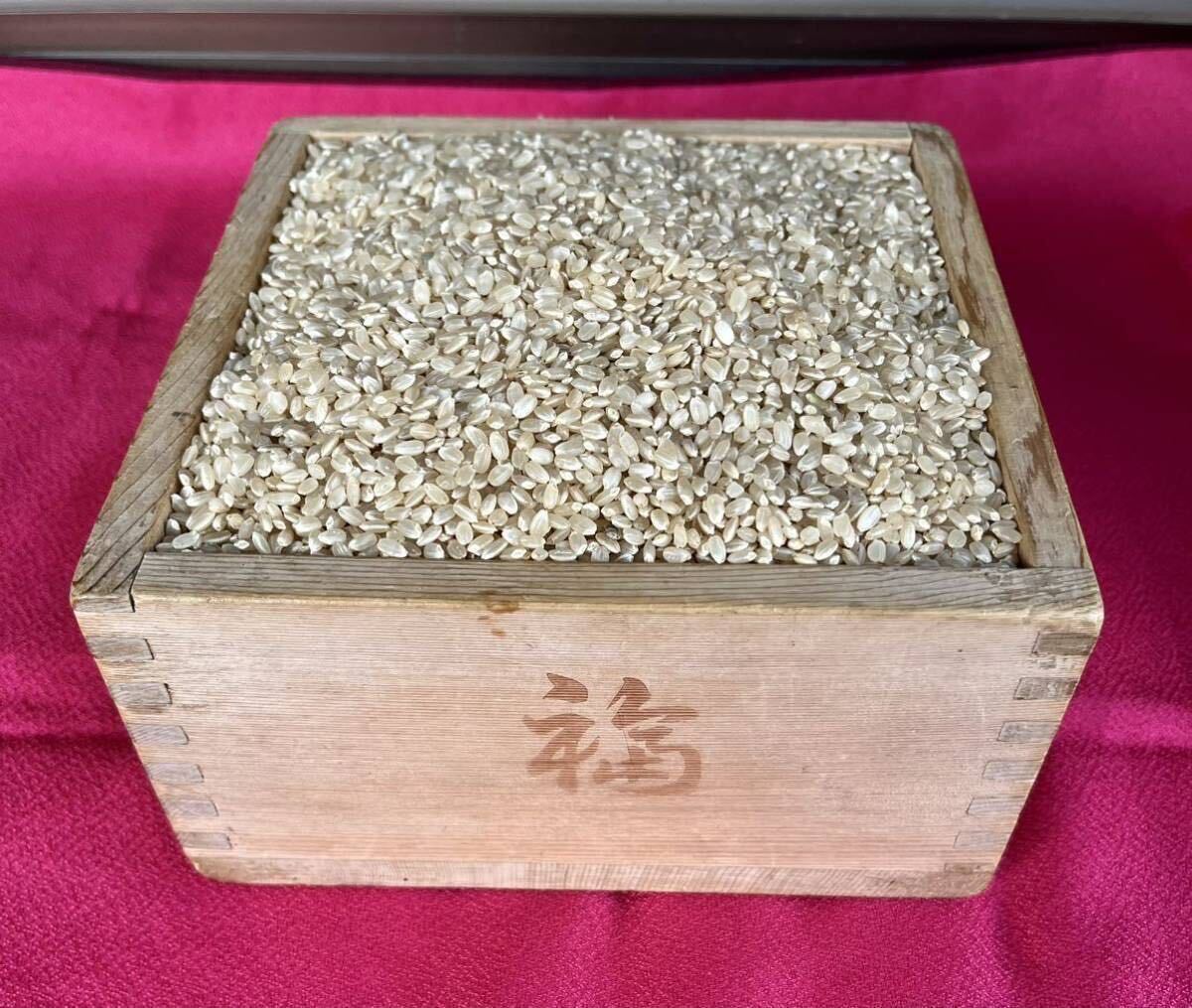 コシヒカリ お米 玄米25kg 令和5年栃木県産1等米 新米の画像2
