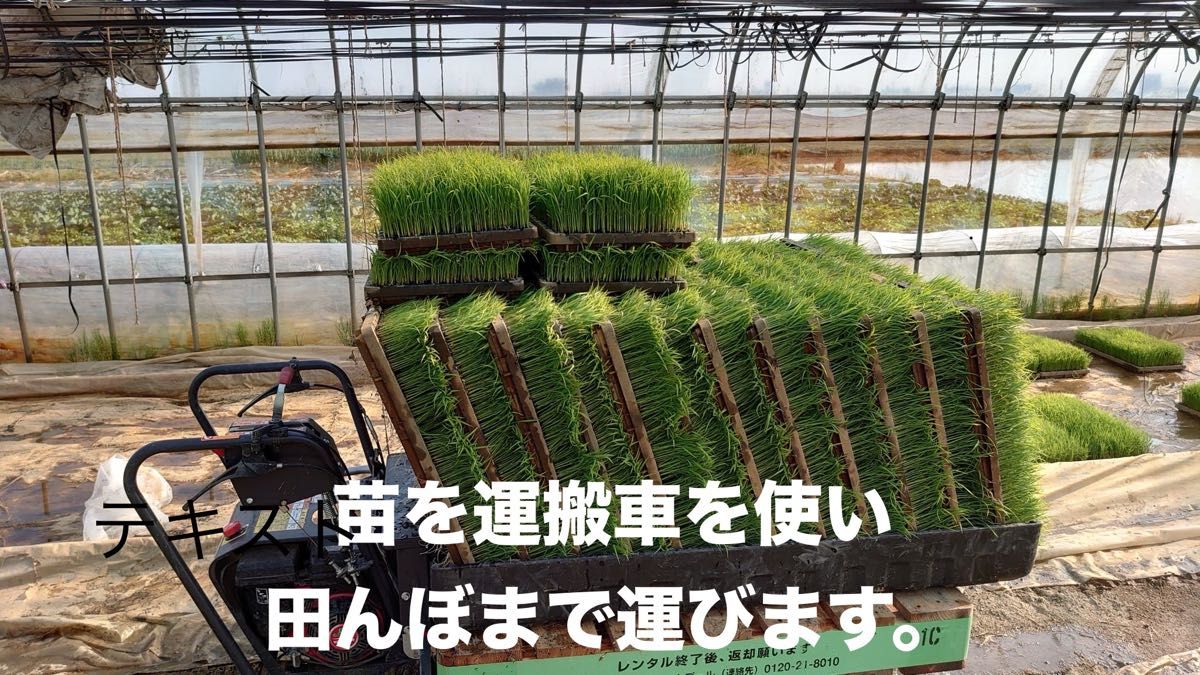 特別栽培 新潟の高級米 新之助 玄米 30㌔  新潟県産 田植え後農薬は除草剤のみ 時間帯指定承ります！