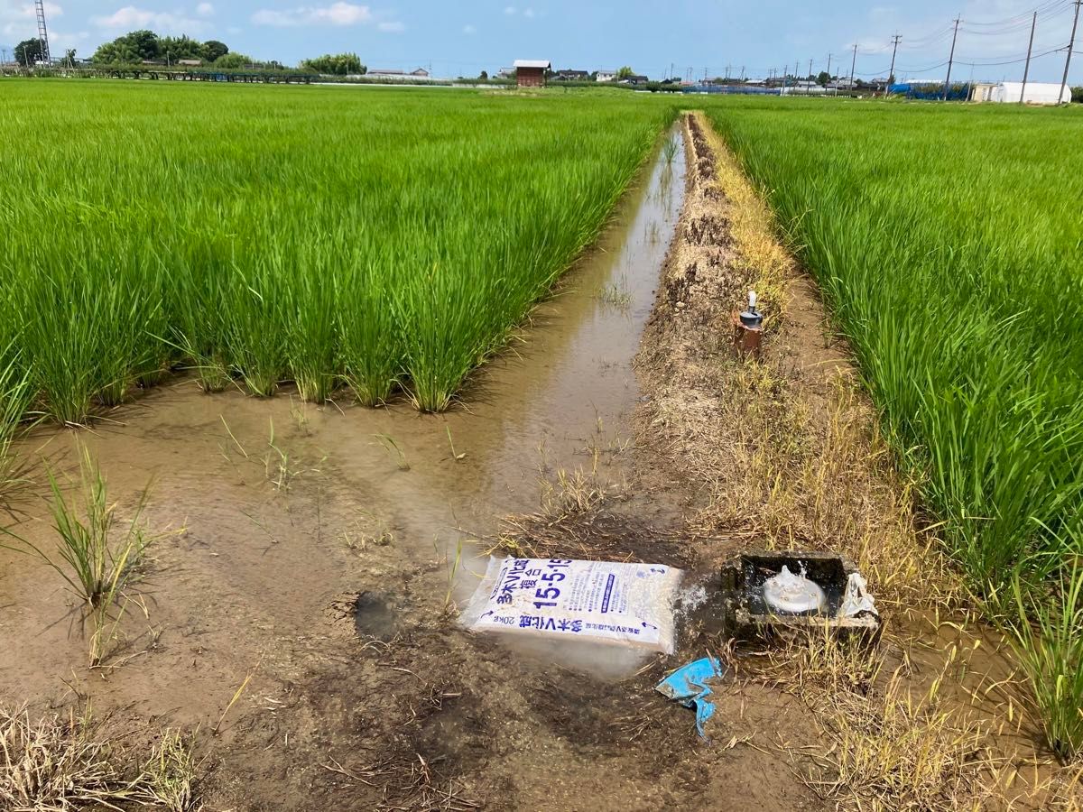 特別栽培 新潟の高級米 新之助 玄米 30㌔  新潟県産 田植え後農薬は除草剤のみ 配達時間帯指定承ります！