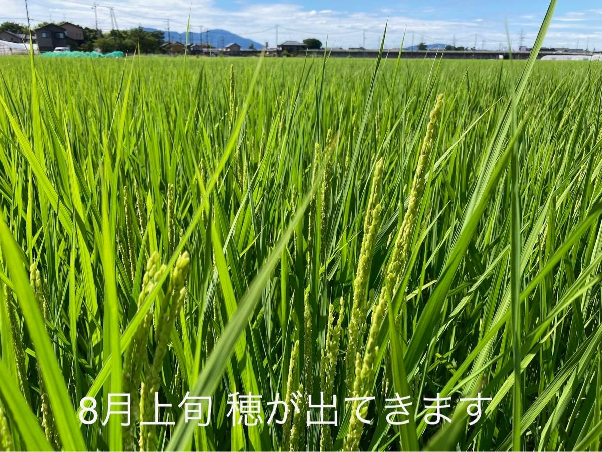 特別栽培 新潟の高級米 新之助 玄米 30㌔  新潟県産 田植え後農薬は除草剤のみ 配達時間帯指定承ります！