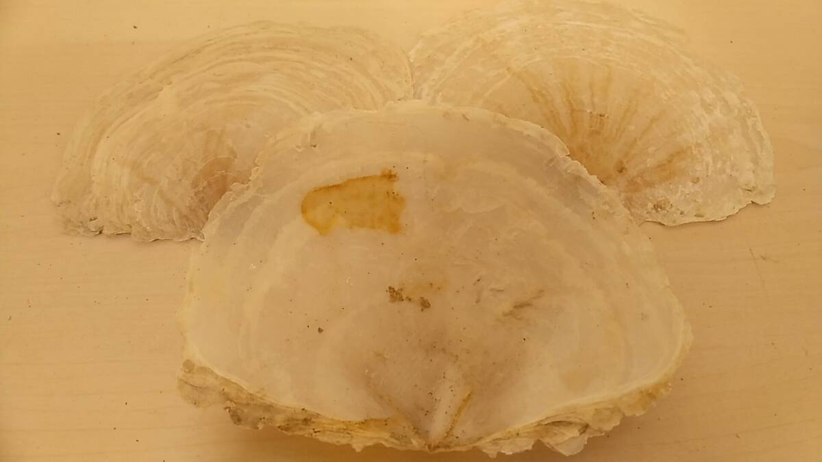 【貝の博物館・美品・送料410円】大量出品 マドガイ 9枚セット 希少 貝 貝殻 貝標本 化石 アンティーク コレクション_画像9