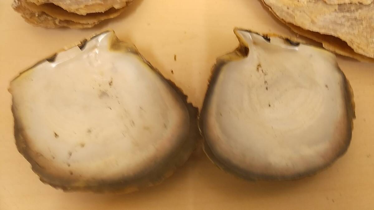 【貝の博物館・美品】大量出品 大きな二枚貝 4個セット 希少 貝 貝殻 貝標本 化石 アンティーク コレクション_画像9
