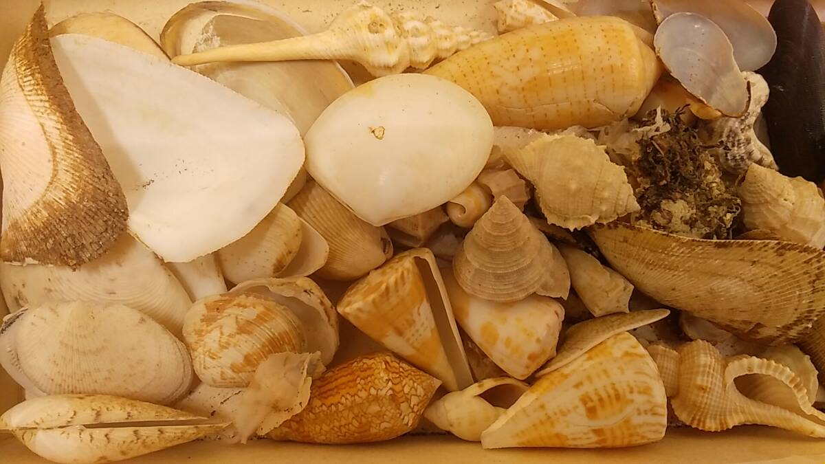 【貝の博物館・美品】大量出品 貝標本 アラカルト① 希少 貝 貝殻 化石 アンティーク コレクションの画像3