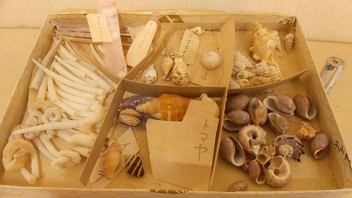 【 раковина моллюска    ... вещь ... *   красивая вещь 】 большое количество  продаваемый товар  ... ...   и тд.   раковина моллюска  образец   редко встречающийся   раковина моллюска   ракушка  ... камень   антиквариат   коллекция 