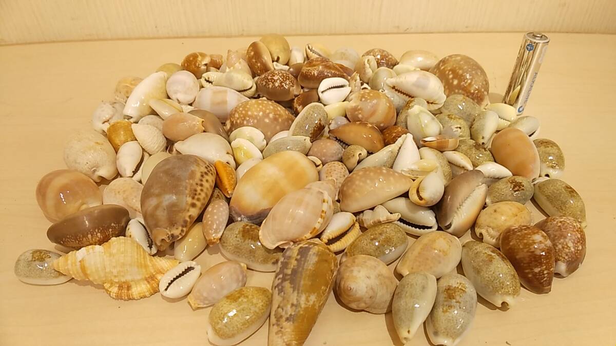 【貝の博物館・美品・送料410円】タカラガイ 大量出品 セット ③ 希少 貝 貝殻 貝標本 化石 アンティーク コレクション_画像1
