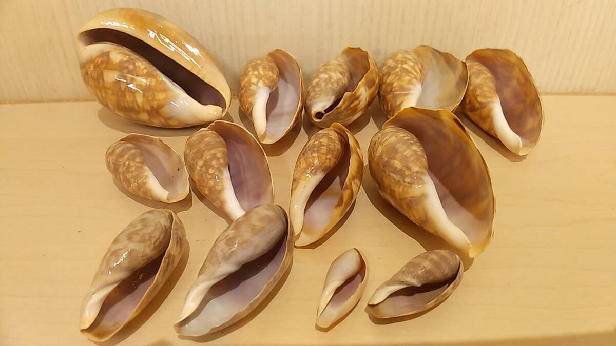 【貝の博物館・美品・送料410円】大量出品 13個セット 大型シカダカラ イモガイ 巻貝 貝殻 貝標本 化石 アンティーク コレクションの画像1