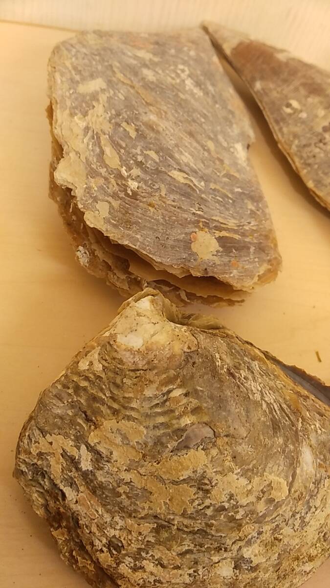 【貝の博物館・美品】大量出品 大きな二枚貝 4個セット 希少 貝 貝殻 貝標本 化石 アンティーク コレクション_画像5