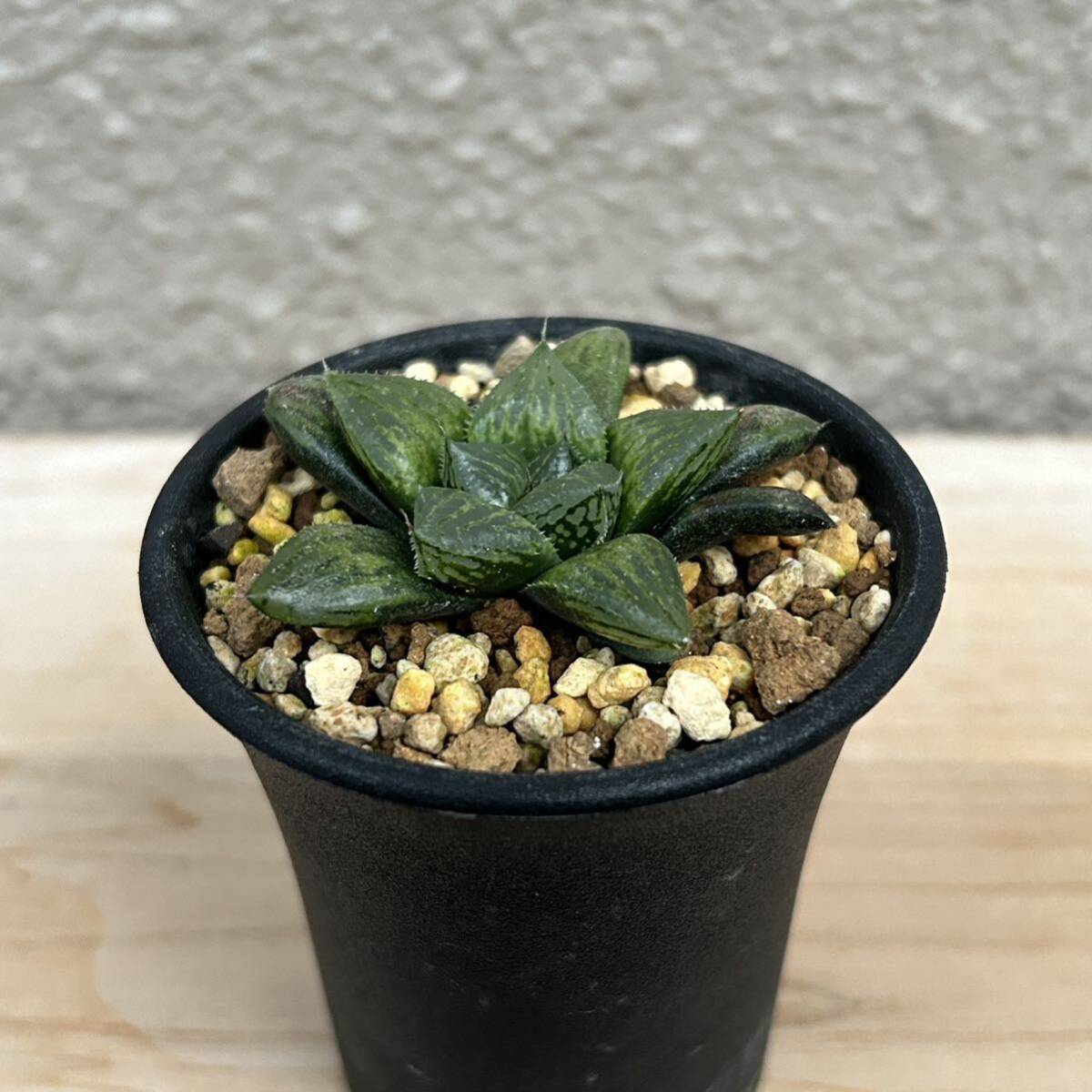 Haworthia ナイルの一滴_画像2