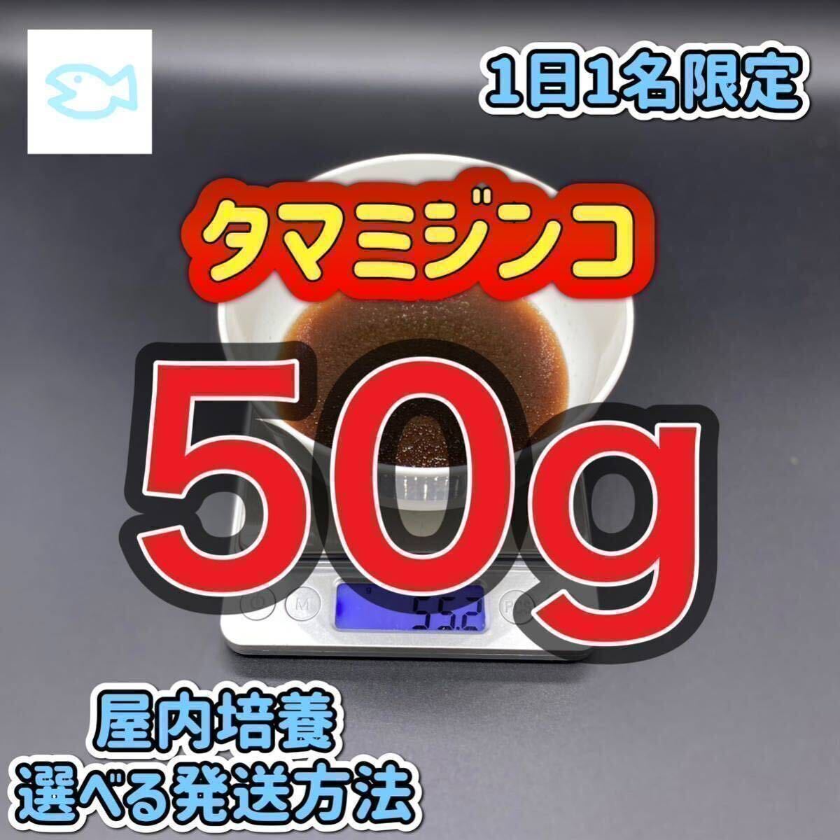 タマミジンコ 50g めだか ベタ 金魚 などの餌に 1日1名限定　高品質、最安値を心がけております。※相場によって料金は変動します_画像1