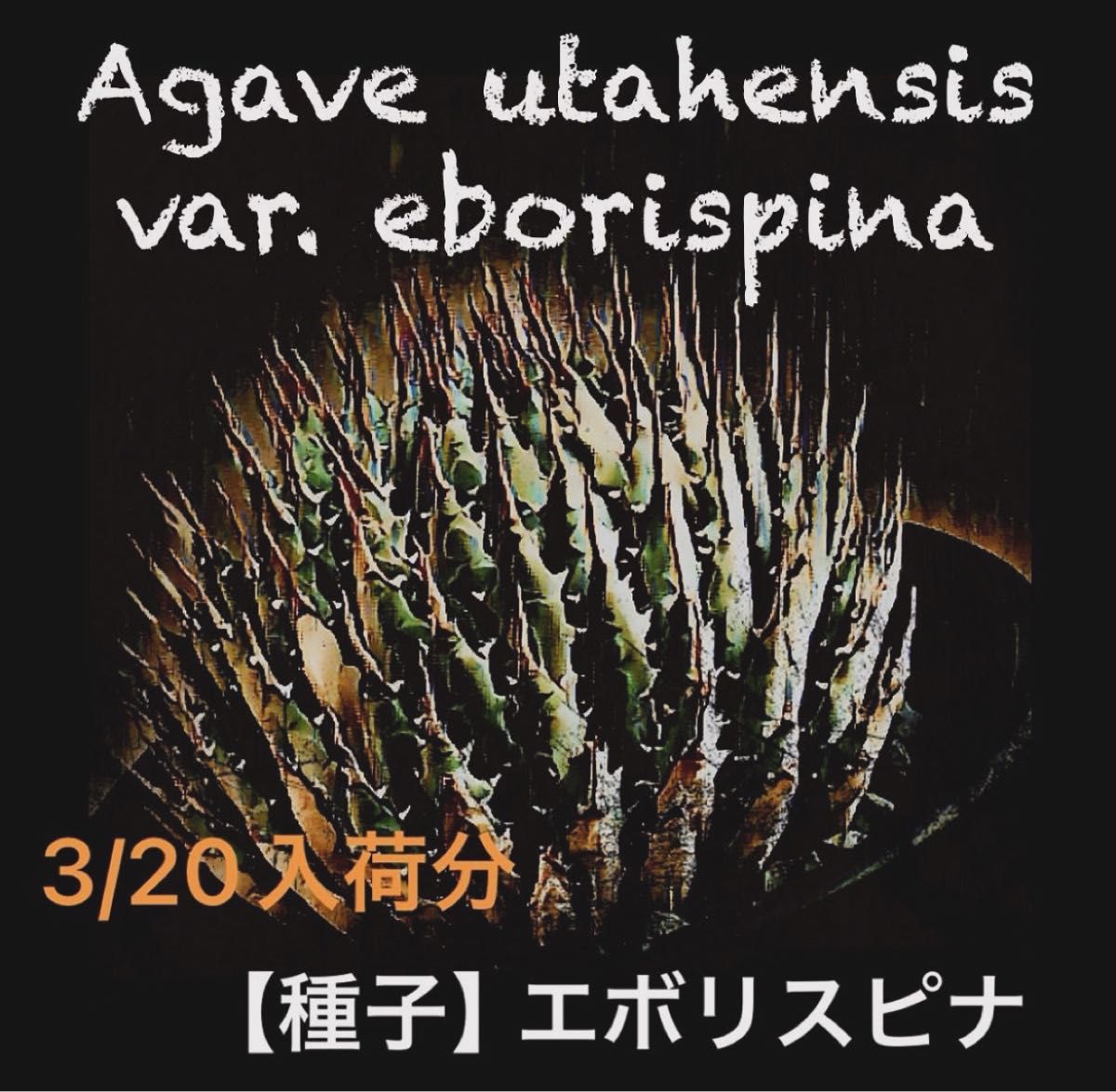 80粒【 種子 】Agave utahensis var. eborispina （アガベ・ユタエンシス・エボリスピナ）