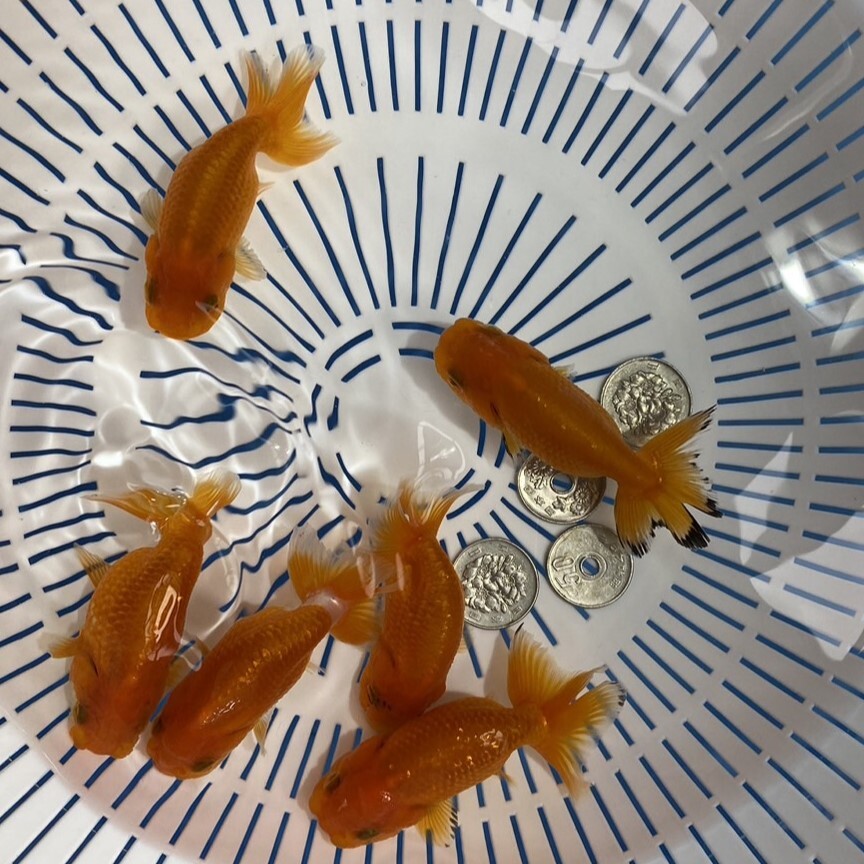 XU-2* Uno group golgfish *2 -years old 6 pcs *!! set individual only!! same day successful bid 3 and more free shipping ( one part region . charge have, explanatory note reference ), shipping un- possible region equipped 