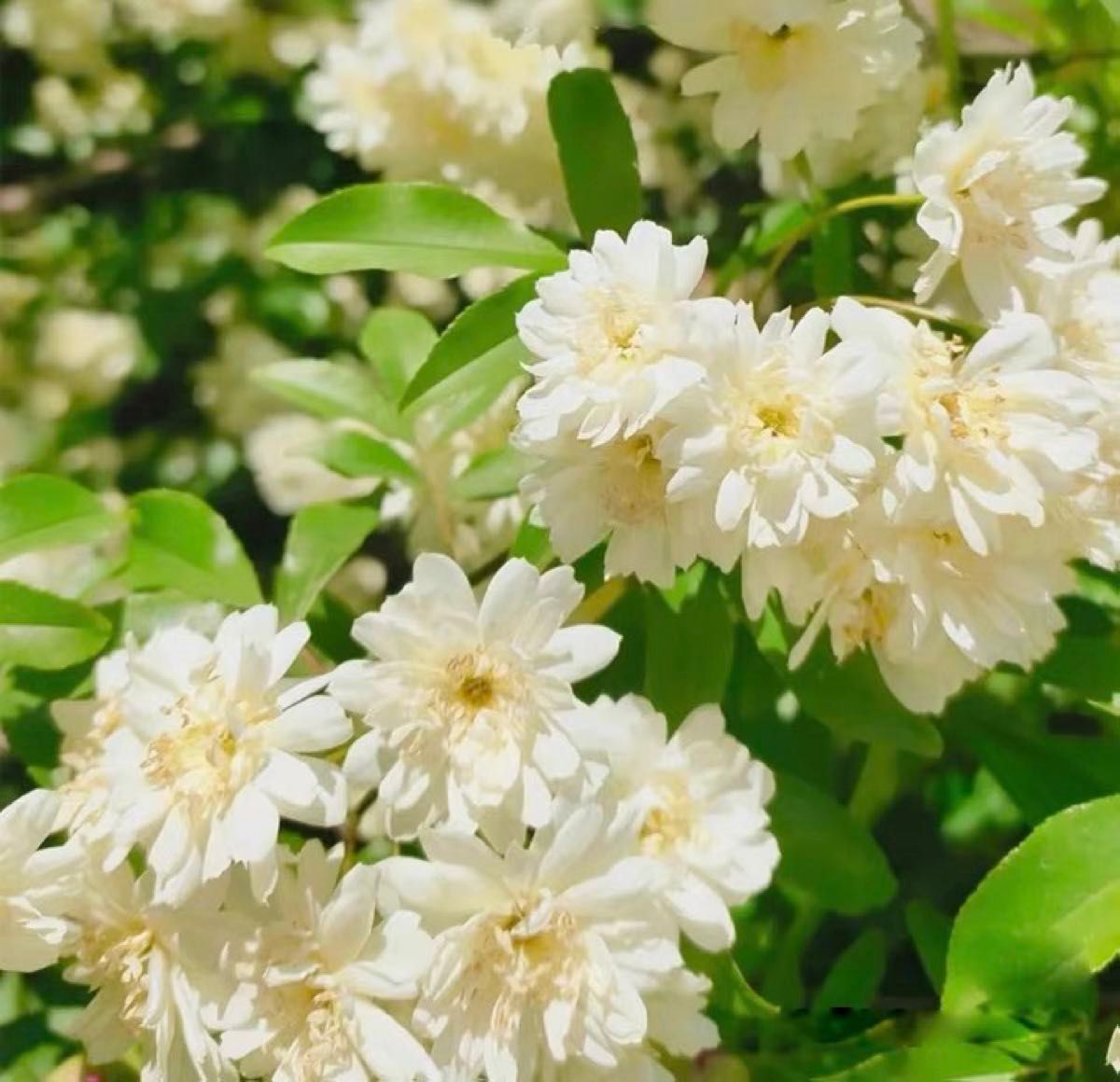モッコウバラ白　八重咲き苗木　蕾付き　棘なしツルバラ　ポットごと宅急便発送　枝1メートル以上