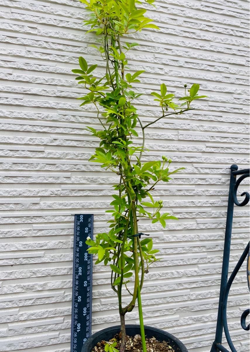 モッコウバラ白　八重咲き苗木　蕾付き　棘なしツルバラ　ポットごと宅急便発送　枝1メートル以上