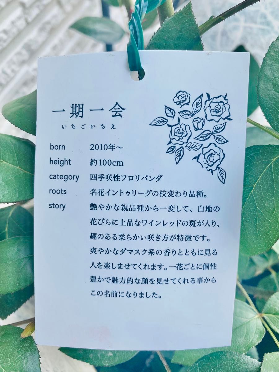 バラ苗 一期一会大苗木 正規品タグ付き レア 剪定済み ポット バラ苗 一期一会大苗木 正規品タグ付き レア 剪定済み ポット