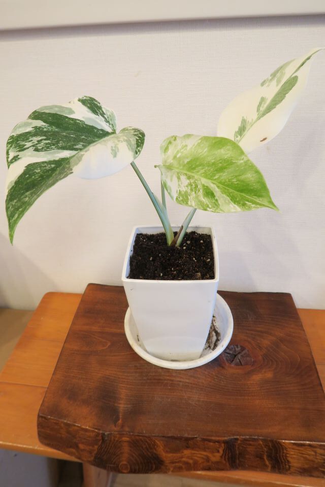 モンステラ ボルシギアナ 斑入り ホワイトタイガー 高さ20センチ Monstera deliciosa var. borsigiana variegatedの画像1