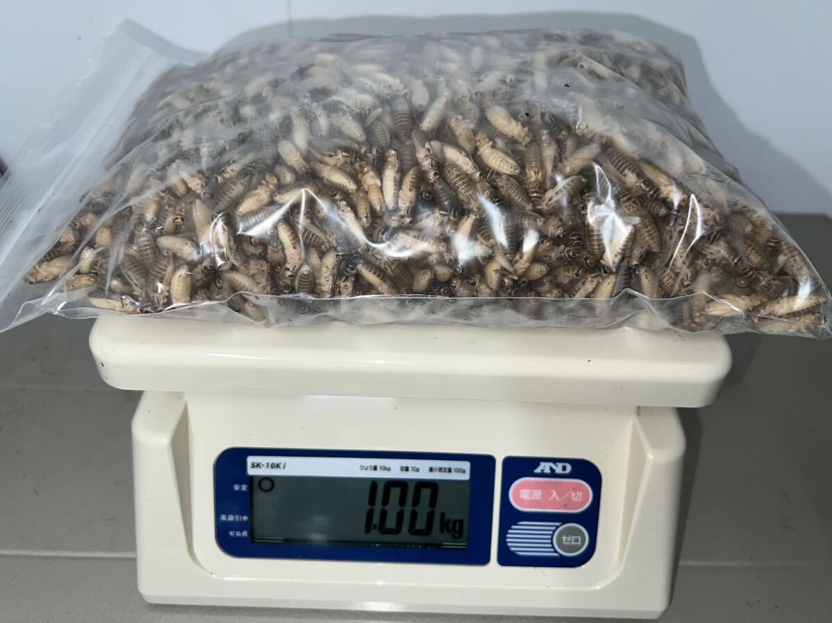 【セール品】冷凍ヨーロッパイエコオロギ サイズ:ML 1kg 約3300匹程 送料無料の画像1
