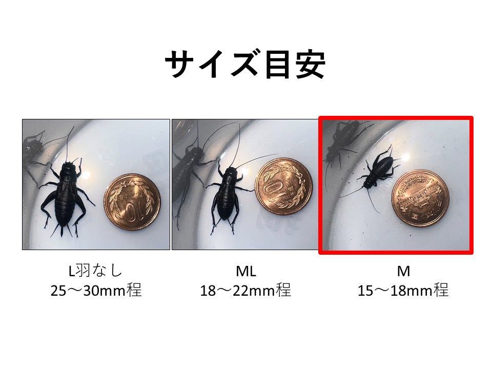 クロコオロギ M 100匹+α(死着保証) 1.5〜1.8cm程 少々ばらつきありの画像4