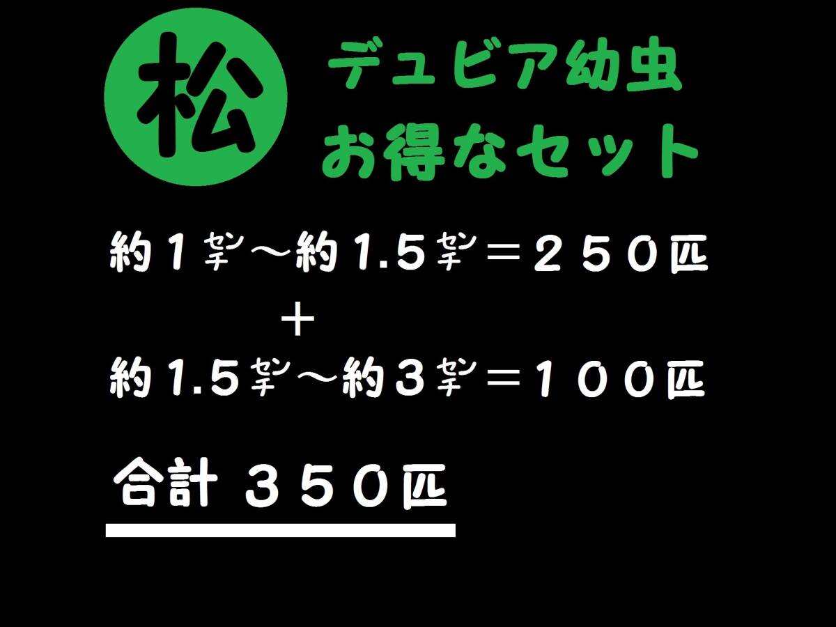 【マルマツファーム 〈養虫園〉】　合計３５０匹　(約１㌢～約１.５㌢＝２５０匹 ＋ 約１.５㌢～約３㌢＝１００匹 )　デュビア 幼虫_画像1