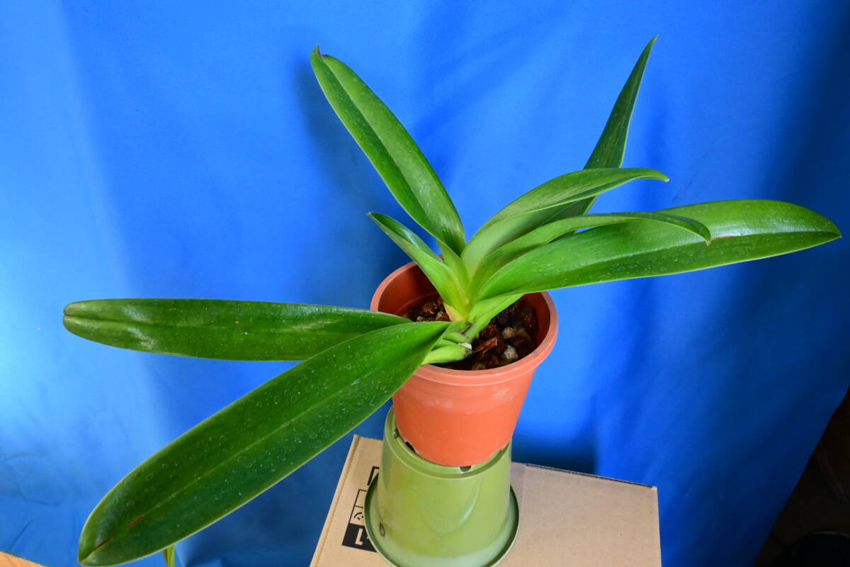 JJ-3 Paph. stone valley #3078 ( Grass Valley x Stone Lovely )　洋蘭 原種 パフィオ　(R6.0407-JJ) _画像4