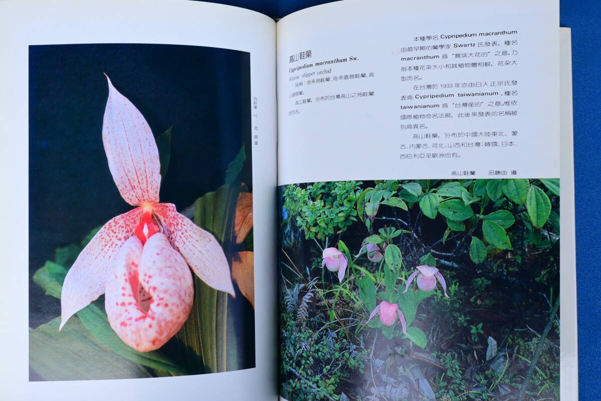 JJ-41　台湾蘭図鑑　地生蘭編 周　鎮(CHOW CHENG) 著 Formosan Orchids出版　洋蘭 中古書籍 　(R6.0407-JJ-本) _画像8