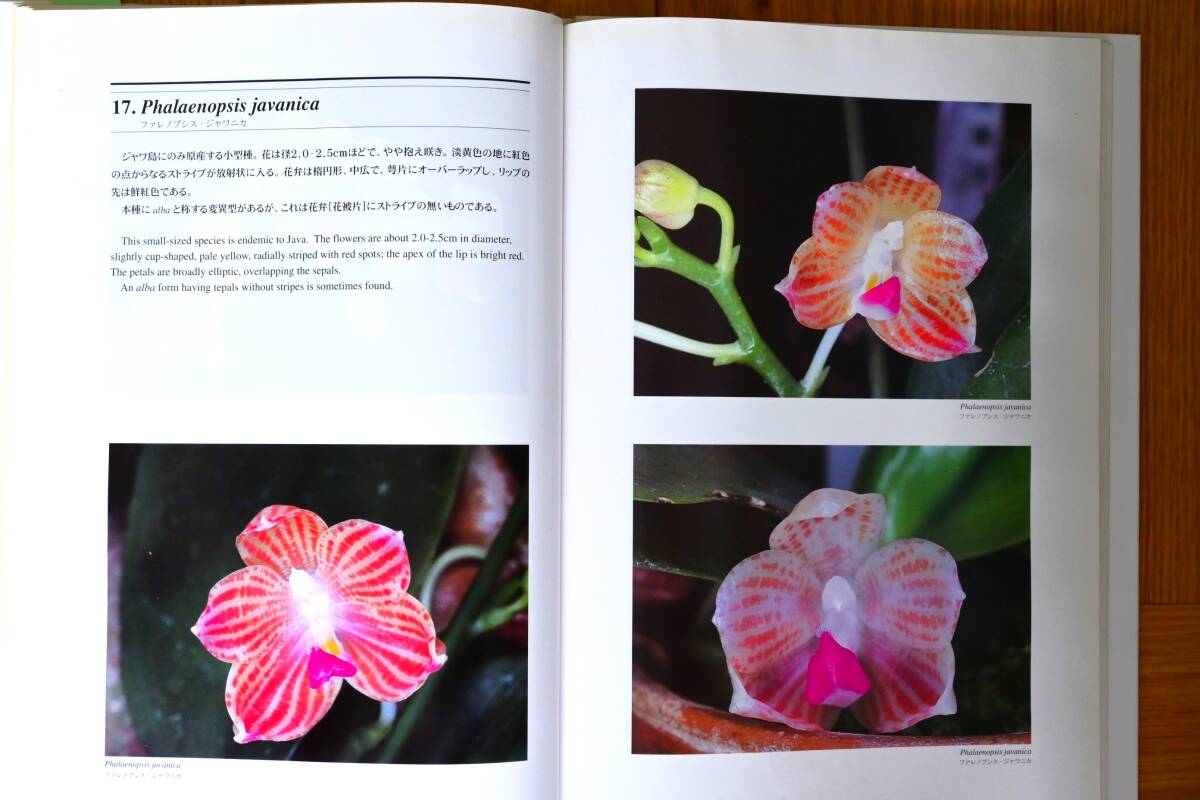 JJ-50　胡蝶蘭の原種　Phalaenopsis Species 千葉 雅亮 著　洋蘭 中古書籍 　(R6.0407-JJ-本) _画像5