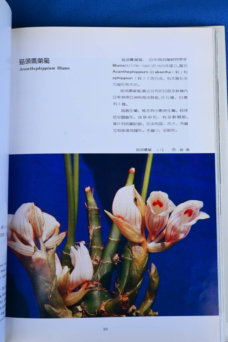 JJ-41　台湾蘭図鑑　地生蘭編 周　鎮(CHOW CHENG) 著 Formosan Orchids出版　洋蘭 中古書籍 　(R6.0407-JJ-本) _画像6