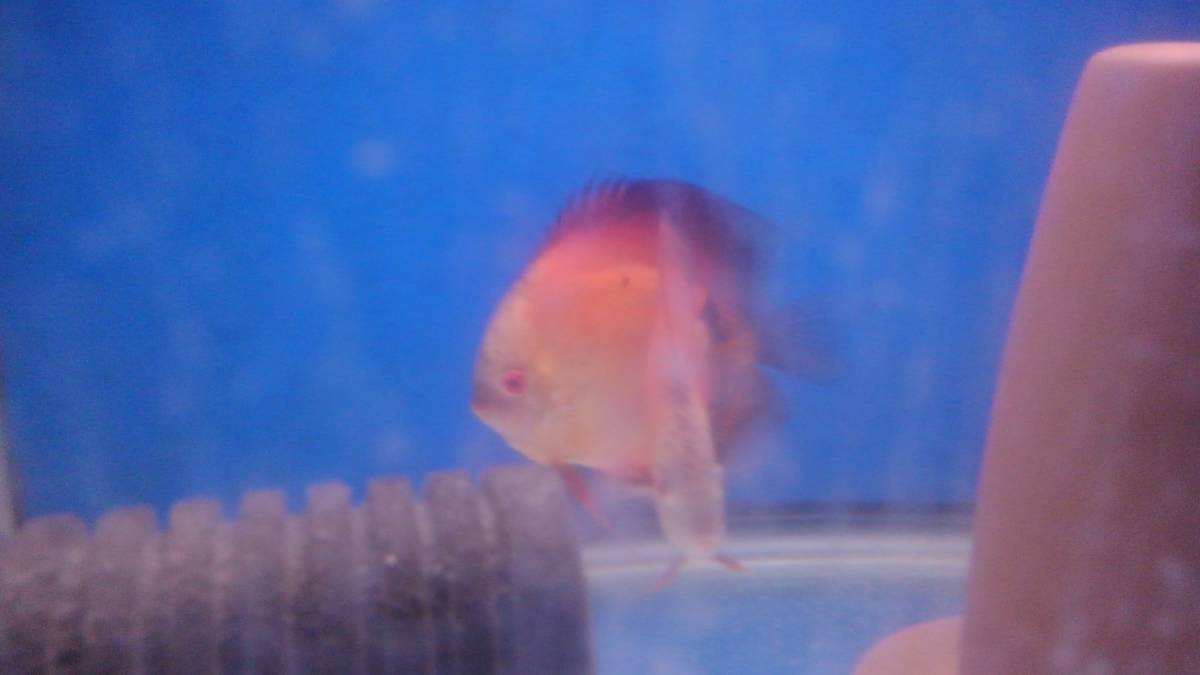  discus red melon approximately 12cm